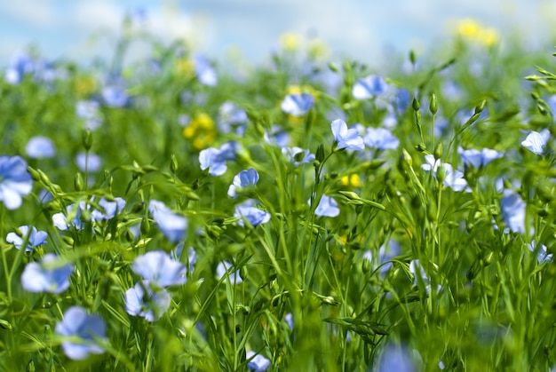 Flores de linho, prado