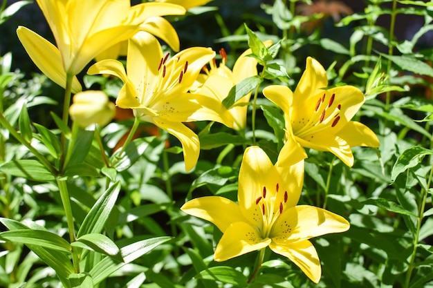 Flores de lírio amarelo em um canteiro de flores no contexto do Jardim Botânico da natureza