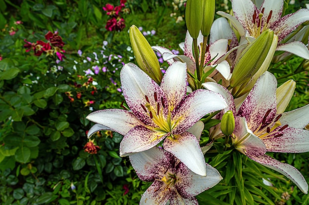 Flores de lírio branco e roxo no jardim de verão. | Foto Premium