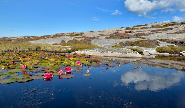 Flores de lírio d'água rosa florescendo em uma lagoa com reflexo do céu na costa rochosa na Suéciax9