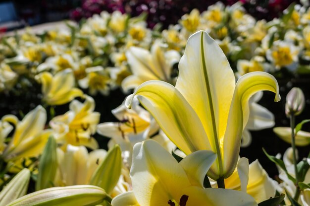 Foto flores de lírio de beleza amarela