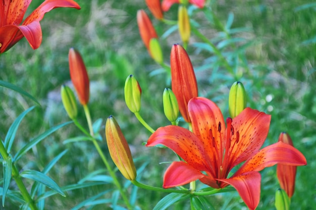 Flores de lírio de cores brilhantes Fonte floral