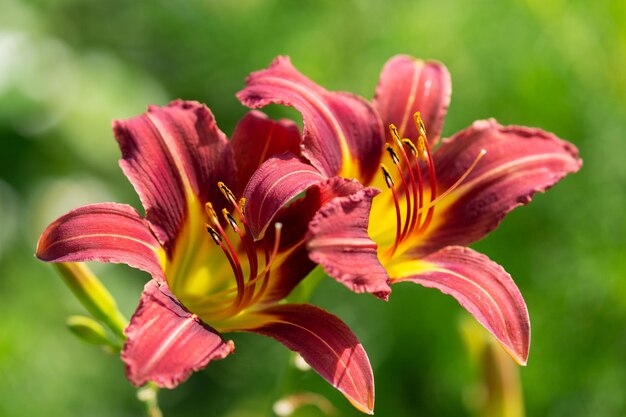 Flores de lírio em fundo verde.