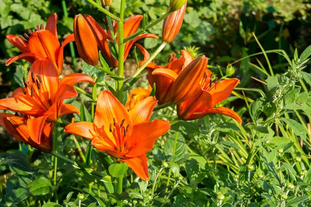 Flores de lírio laranja