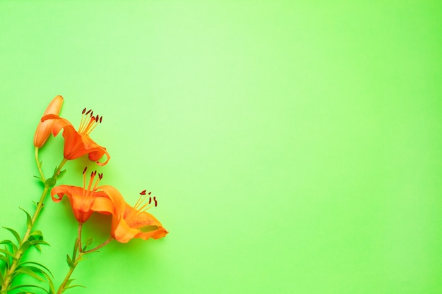 Flores de lírio laranja