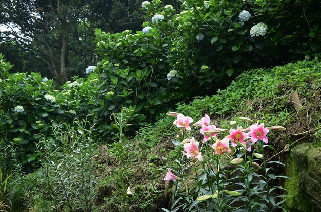 Flores de lírio no jardim