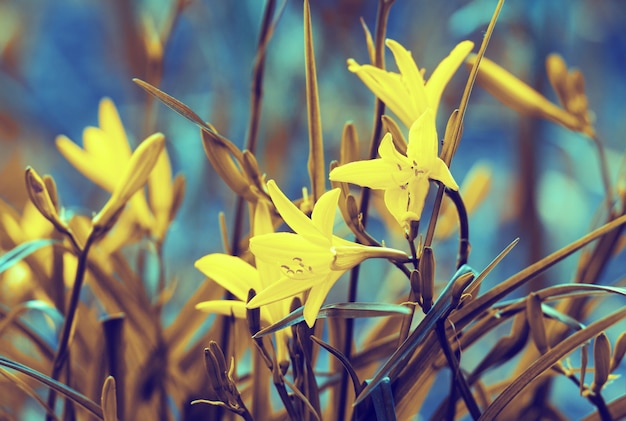 Flores de lírio selvagem vintage