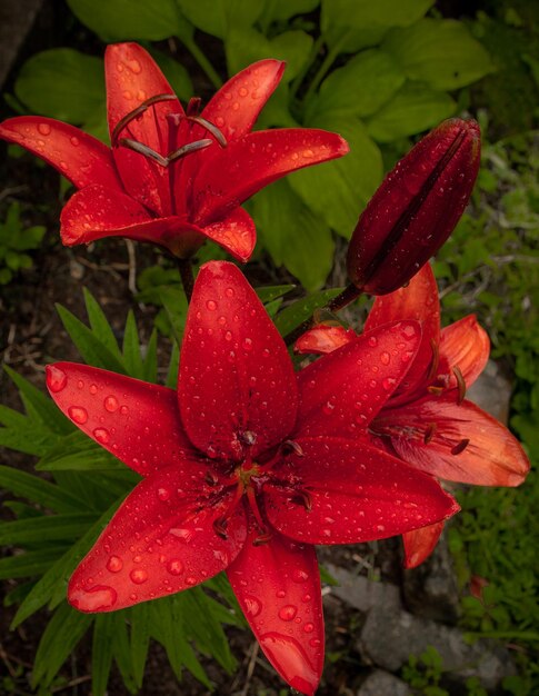 Foto flores de lírio vermelho de jardim molhadas pela chuva de verão