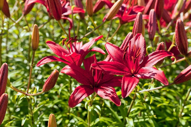 Flores de lírios de dia vermelho-púrpura ou Hemerocallis. Lírios em fundo de folhas verdes. Canteiros de flores com flores no jardim. Fechar-se. Foco seletivo suave. Planta Hemerocallis ou Daylilies vermelha