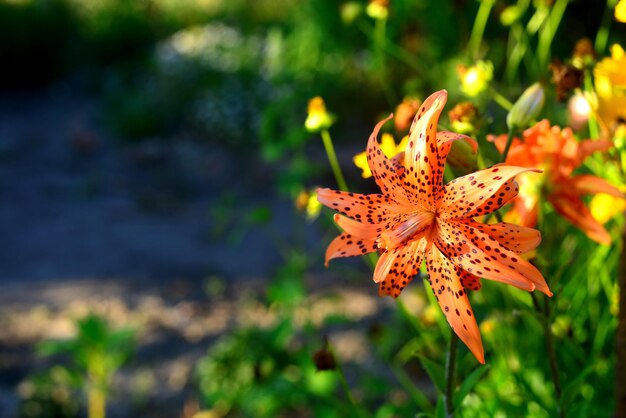 Flores de lírios vermelhos e amarelos com gotas no jardim em canteiros. Cor de tigre, fogo.