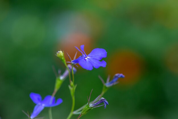 Flores de lobelia roxas em um fundo verde em uma fotografia macro de dia ensolarado de verão.