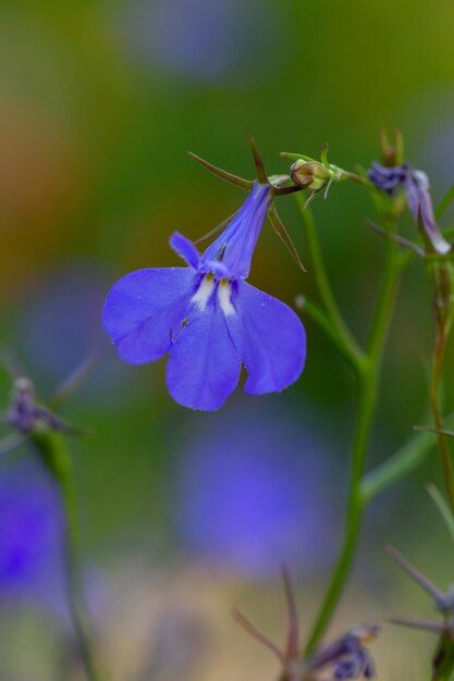 Flores de lobelia roxas em um fundo verde em uma fotografia macro de dia ensolarado de verão.