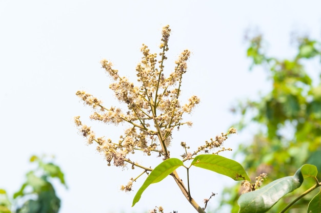 Flores de Longan no jardim com céu azul suave de fundo