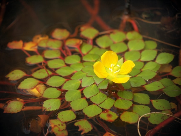 Flores de lótus amarelo