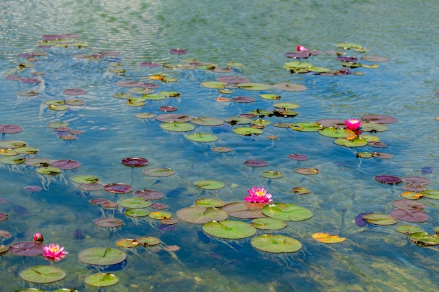 flores de lótus brancas e cor-de-rosa florescendo na lagoa Lírio de água colorido ou flor de lótus Lírios de água no topo de uma lagoa