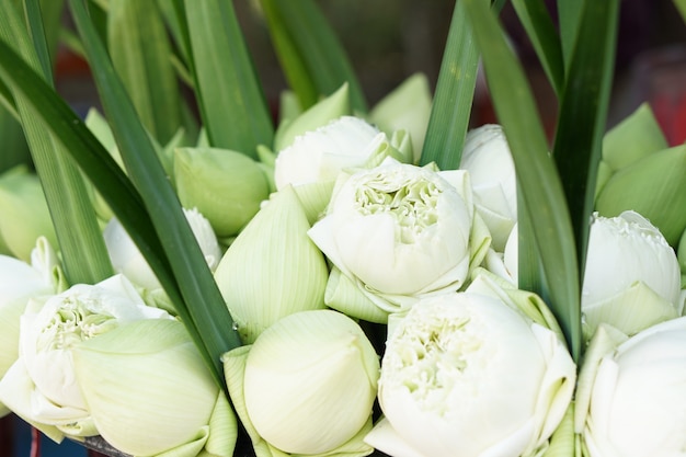 Flores de lótus brancas lindamente arranjadas para venda