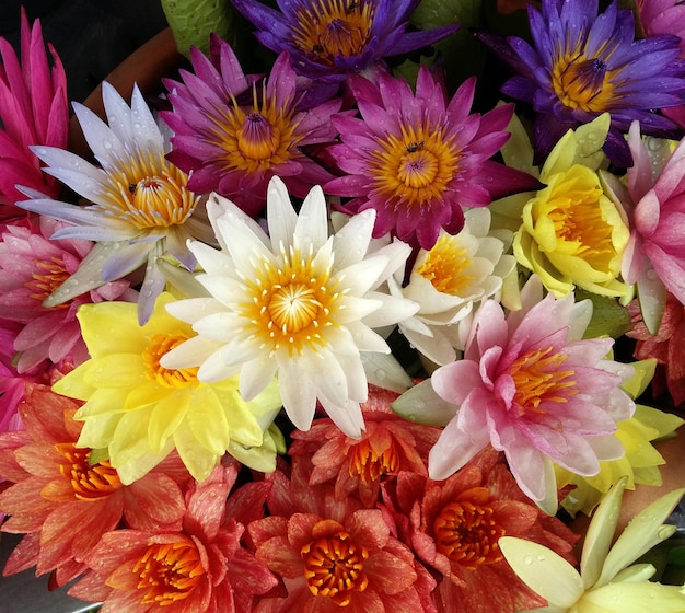 Flores de lótus coloridas usadas como fundo
