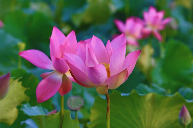 flores de lótus cor-de-rosa florescendo na lagoa com folhas verdes