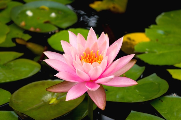 Flores de lótus cor-de-rosa