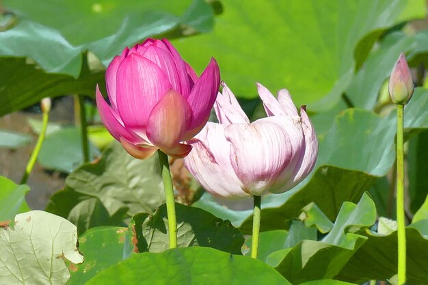 flores de lótus lírio d'água