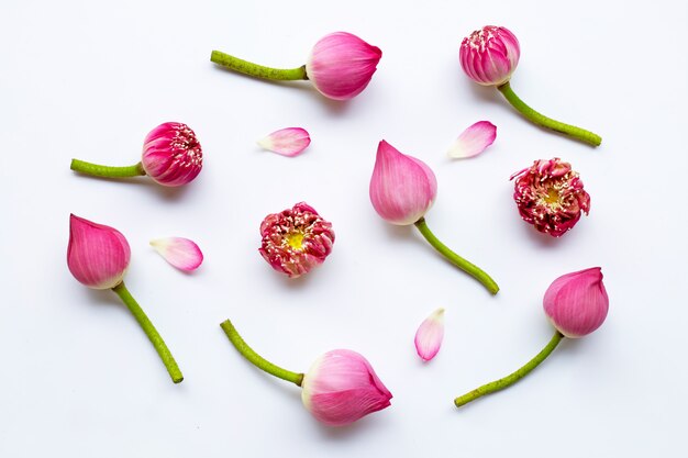 Flores de lótus rosa em branco