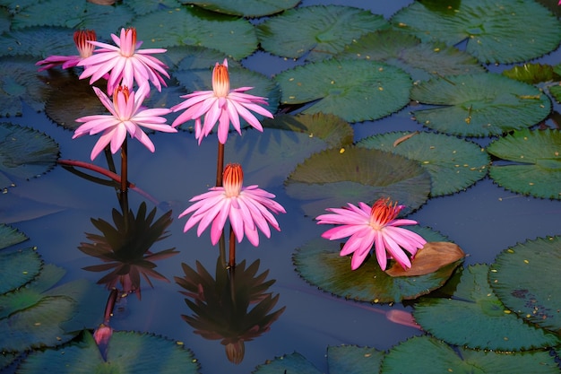 Flores de lótus rosa em uma lagoa