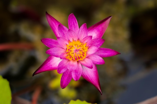 Flores de lótus rosa florescendo lindamente