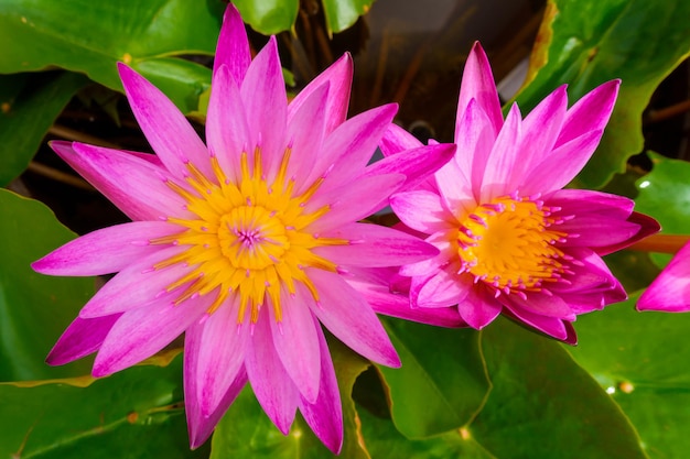 flores de lótus rosa florescendo