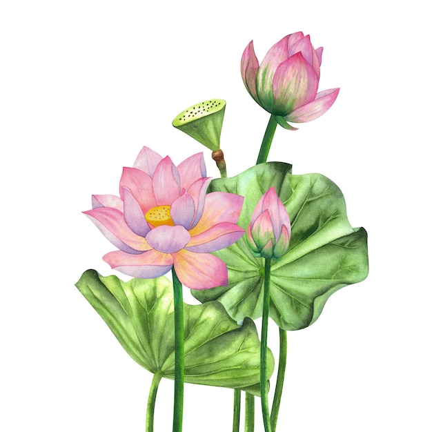 Flores de lótus rosa ilustração de aquarela conjunto de composições com lótus desenho de lírio de água chinês