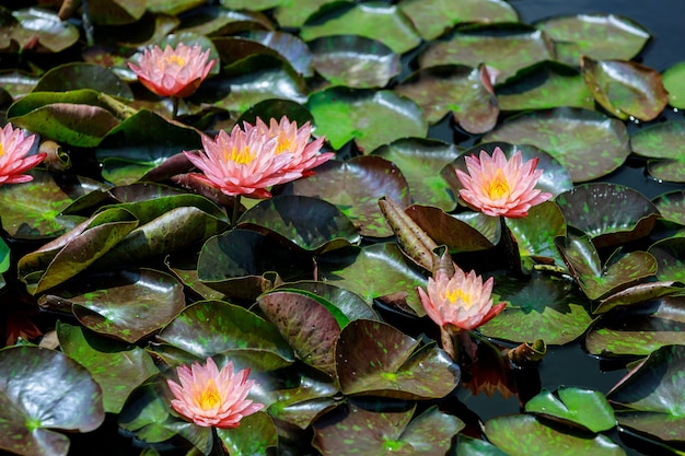 Flores de lótus rosa na água com folhas