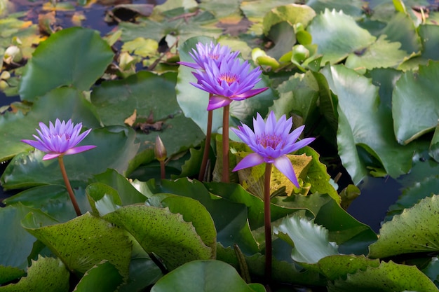 Flores de lótus roxas azuis