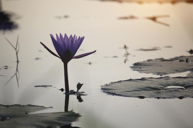 Flores de lótus roxas estão florescendo com o pôr do sol