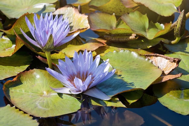 Flores de lótus violetas bonitas ou lírio de água com a folha verde na lagoa.