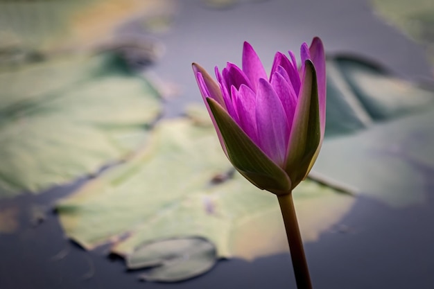 Flores de lótus violetas na lagoa