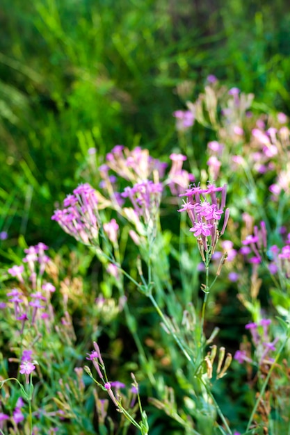 Flores de Lychnis Viscaria vulgaris