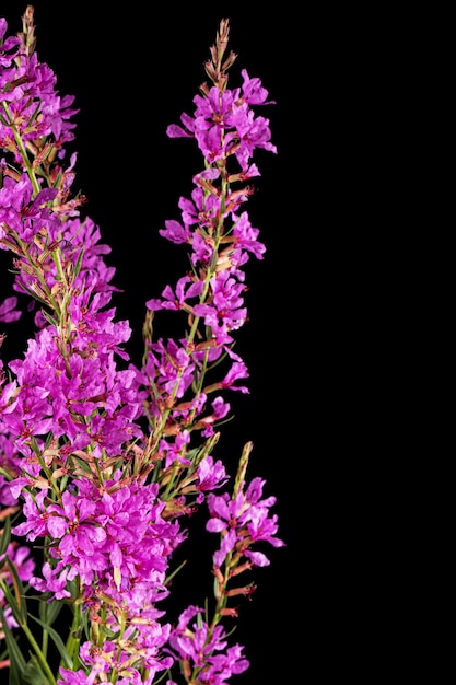 Flores de Lythrum salicaria isoladas em fundo preto