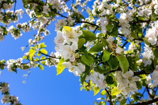 Flores de maçã branca contra o céu azul