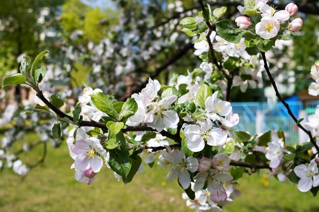 Flores de maçã branca em um galho fechado