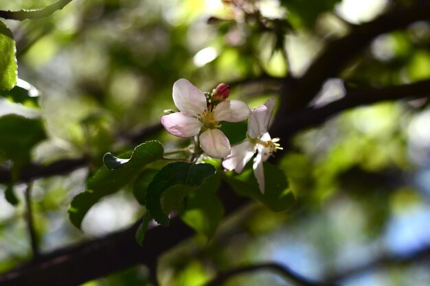 Flores de maçã branca flor da primavera