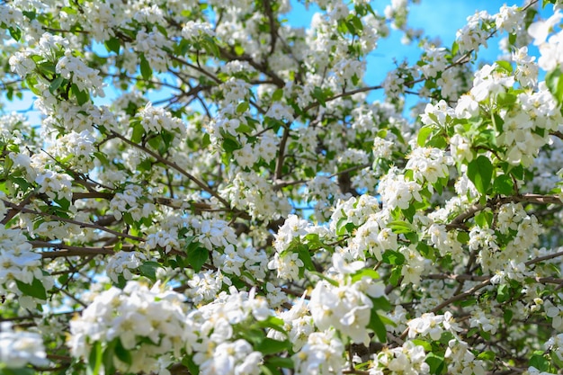 Flores de maçã branca lindas macieiras floridas fundo com flores desabrochando na primavera macieira florescendo malus domestica closeup apple blossom