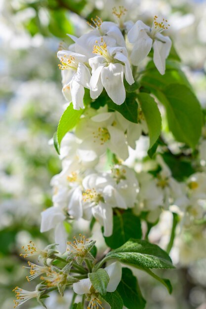 Flores de maçã branca Lindas macieiras floridas Fundo com flores desabrochando na primavera