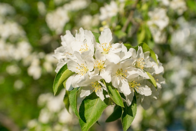 Flores de maçã branca na natureza