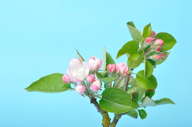 Flores de maçã em um fundo azul