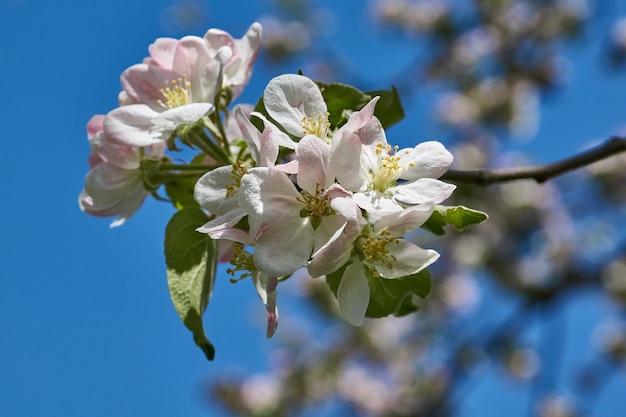 Flores de maçã em um fundo de céu azul Flores de macieira no jardim