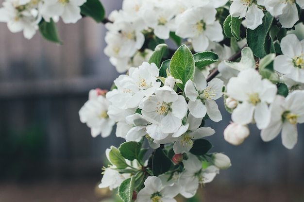 Flores de maçã flor de primavera