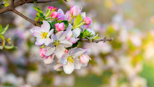 Flores de maçã, flores de maçã em um dia desfocado e ensolarado