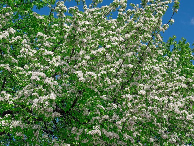 Flores de maçã na primavera em fundo branco