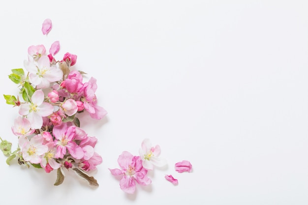 Flores de maçã rosa e branco