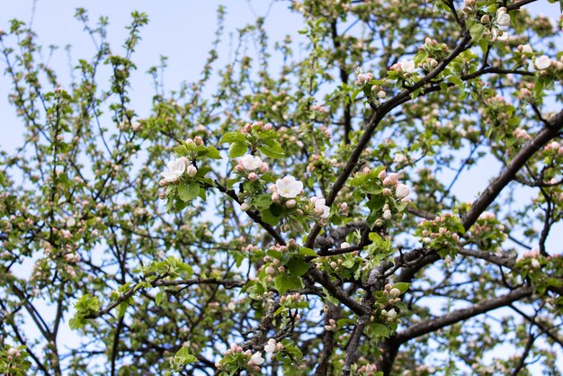 Flores de maçã rosa no céu azul