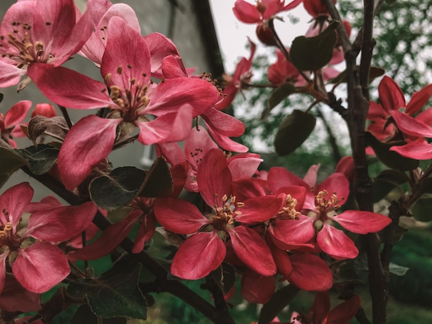 Flores de maçã rosa no jardim de perto